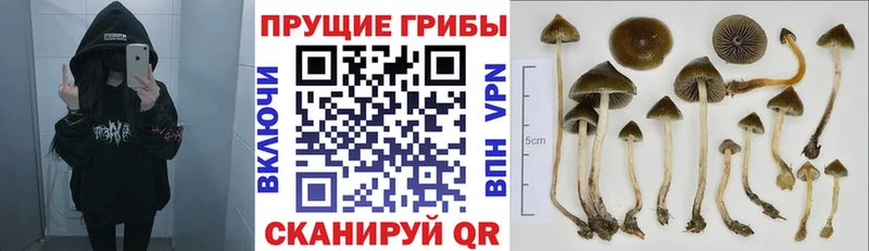 Галлюциногенные грибы Cubensis  Купить закладки  Бирск 